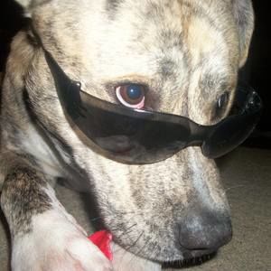 Meet your Posher, Gregory